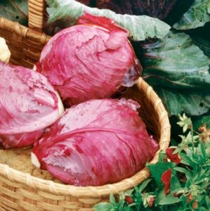 Home Cabbage Cultivation Image